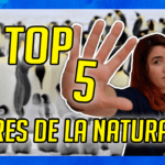miniatura yputube top 5 padres