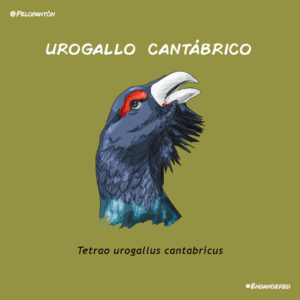 urogallo cantabrico