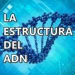ADN