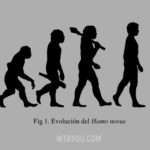 big bang theory, sheldon cooper, evolución, ciencia, gracioso, divertido, evolución del hombre, darwin