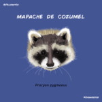 mapache_cozumel_pelopanton