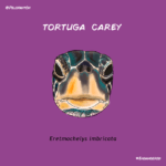 tortuga_carey_pelopanton