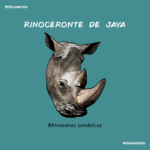 rinoceronte_java_pelopanton