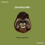 orangutan_pelopanton