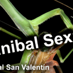 Canibalismo Sexual