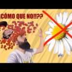 La margarita no es una flor