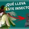 ¿Que lleva este insecto?