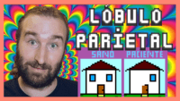 Lóbulo parietal. Lobulo parietal