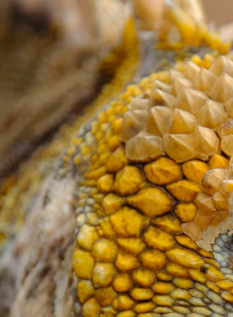 Detalle de escamas de reptil